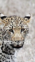 sabi-sand-safari