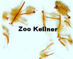 lebendfutter_zoo_kellner