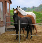 Site de tem-equine !
