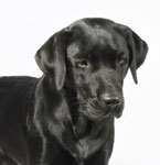 mobiler-hundesalon-am-parks Webseite!