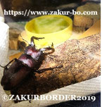 ＺＡＫＵＲＢＯＲＤＥＲ（サクールボーダー）ブログ、ボーダーコリーＭ＆Ｅ２０７１８７１８使用画像２