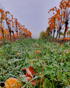 Herbsttage im Weingarten 