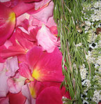 Rose-Rosmarin