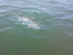 Boca Grande Tarpon Charter