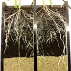 Corn / Zea mays roots in Splitbox