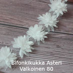 Sifonkikukka Asteri Valkoinen 80