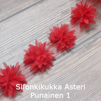 Sifonkikukka Asteri Punainen 1