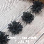 Sifonkikukka Asteri Musta 75