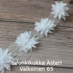 Sifonkikukka Asteri Valkoinen 65