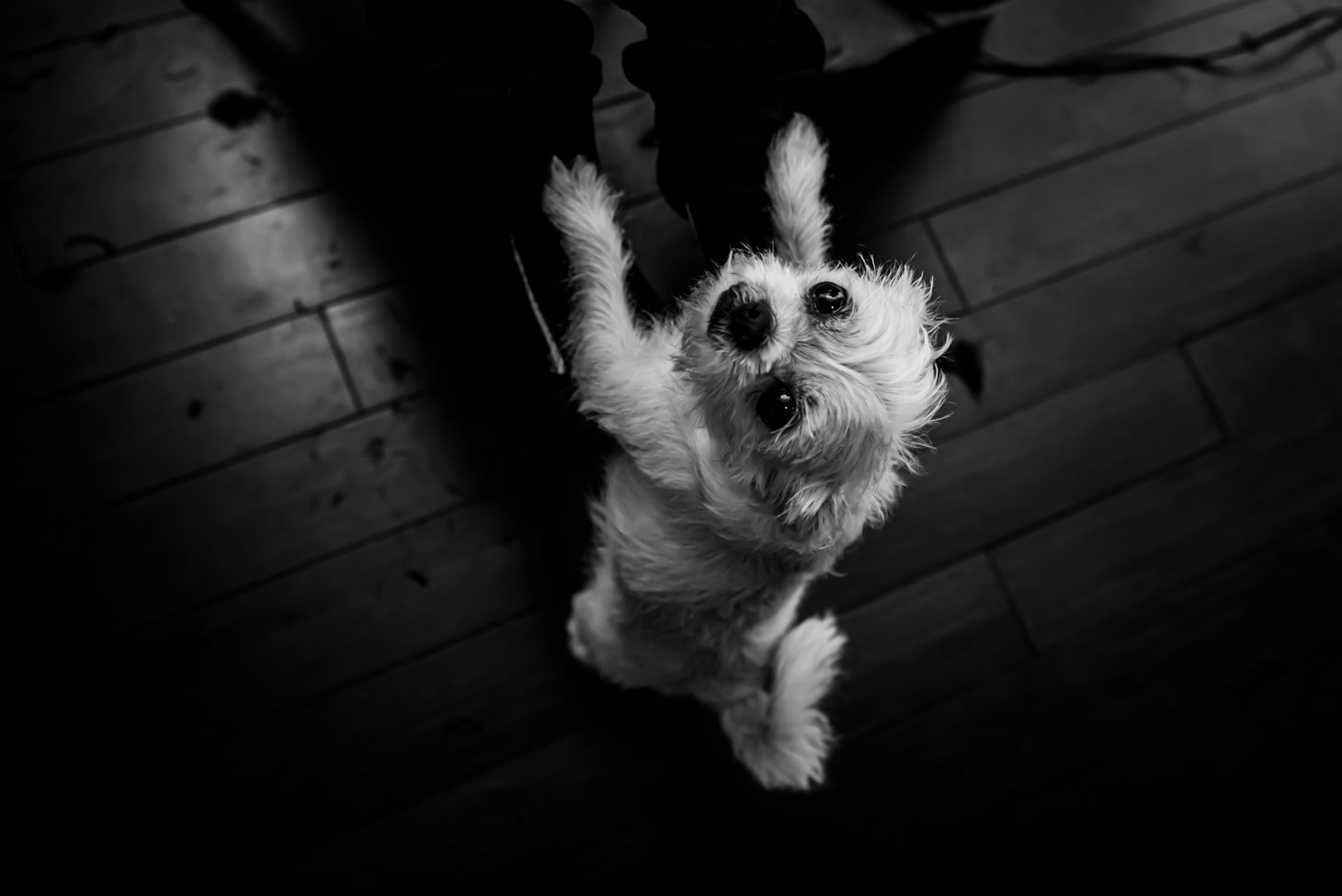 Black and white photo of a dog taken from above. Dog's front paws are on child's legs as he tries to get picked up. Pieces of hair are on the floor around the dog.