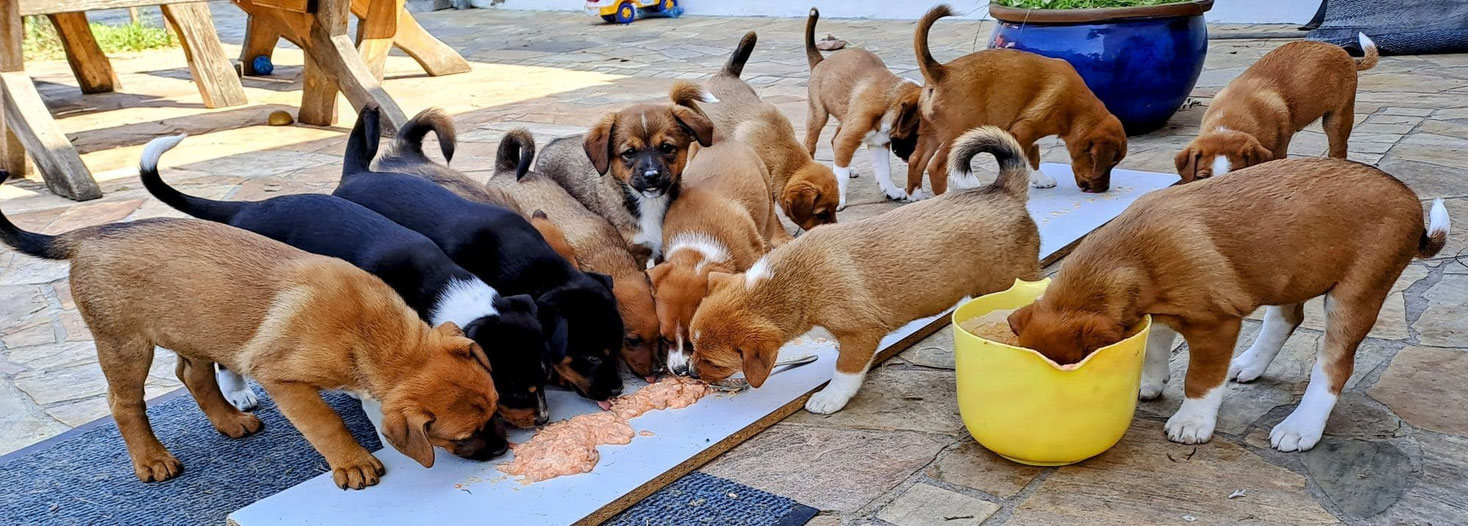 austrian pinscher welpen beim fressen von rohfleisch-gemüse-joghurt