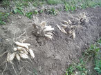 Frisch ausgegrabene Yaconknollen auf dem Feld, Yaconernte