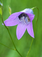 Wiesen-Glockenblume, campanula patula mit Furchenbiene, lasioglossum costulatum