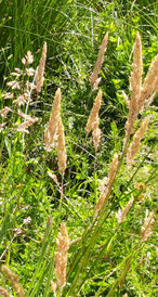 Wolliges Honiggras, holcus lanatus, Foto: ©KBenedickt