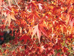 　　紅葉と言えばもみじ