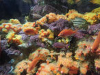 イソギンチャクと魚の共存