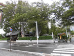 　松本神社の山門脇の巨木
