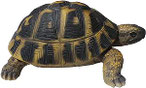 Schildkrötenfigur