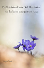 Leberblümchen, Psalm 62,6 Bei Gott allein soll meine Seele Ruhe finden, von ihm kommt meine Hoffnung