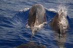 Delfine vor La Palma