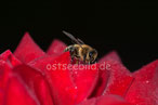 Biene auf Rose