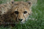 Junger Gepard
