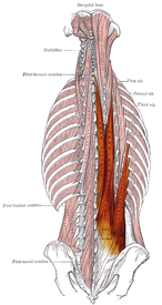 くしゃみや咳で腰痛を出す原因