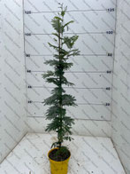 Acacia C3l