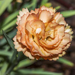 Orangenfarbene Rosenblüte.