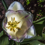 Weit geöffnete Tulpenblüte. Weiß mit violetten Rändern.