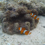 お魚図鑑１ イラブチャーズガーデン 宮古島でシュノーケル