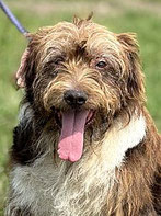 Oczko, Senior, blind