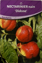 Producteur fruitiers et fruitiers nains