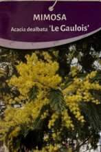 acacia / mimosa Producteur