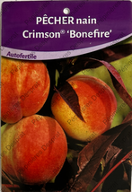 Producteur fruitiers et fruitiers nains