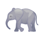 ゾウ