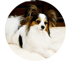 在犬数　5　頭