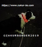 ＺＡＫＵＲＢＯＲＤＥＲ（サクールボーダー）ブログ、ボーダーコリーＭ＆Ｅ２０２１１１１４使用画像