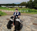 ＺＡＫＵＲＢＯＲＤＥＲ（サクールボーダー）ブログ、ボーダーコリーＭ＆Ｅ２０２１０９３０使用画像