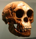 Homo floresiensis