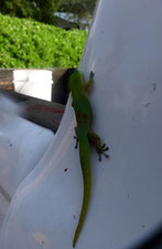 Ein kleiner, grüner Gecko