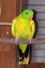 dominant Gescheckt   Aprosmictus erythropterus (Rotflügelsittich) 
