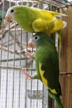dominant Gescheckt   Brotogeris versicolurus versicolurus (Weißflügelsittich)