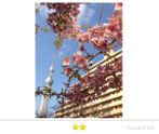 BunBunさん：本所の桜とスカイツリー
