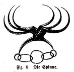 Die Spanische Spinne**