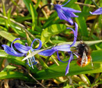 Gehörnte Mauerbiene, Sibirischer Blaustern