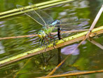 Große Königslibelle