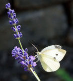 Kleiner Kohlweißling, Gartenarbeitsschule