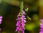 Blutweiderich, Ackerhummel