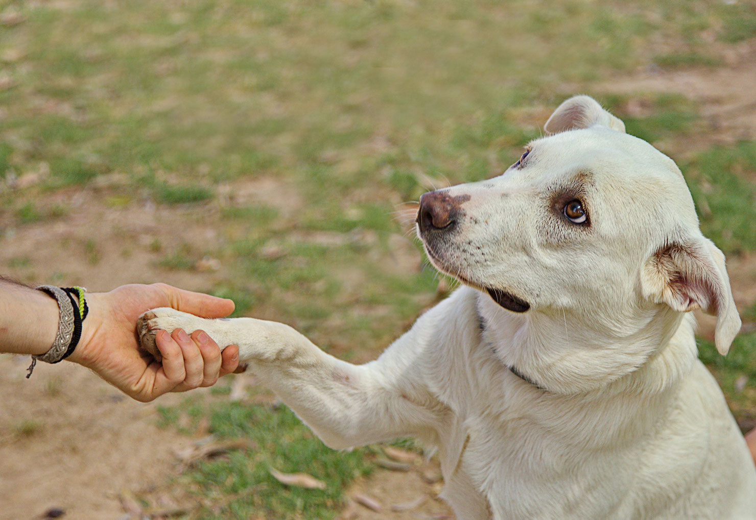 Comment éduquer son chien, pour qu